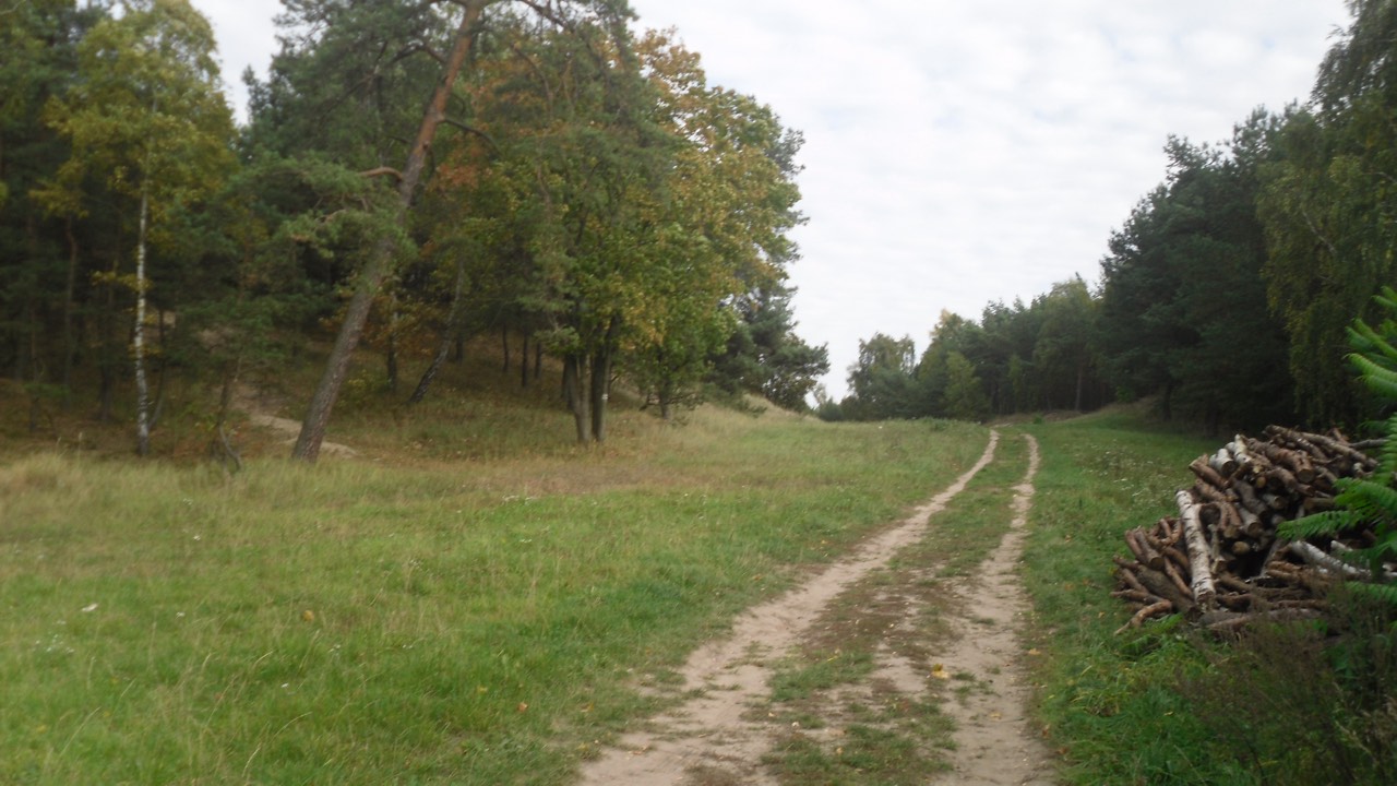 Leśna ścieżka w lesie na Wyspie Sobieszewskiej